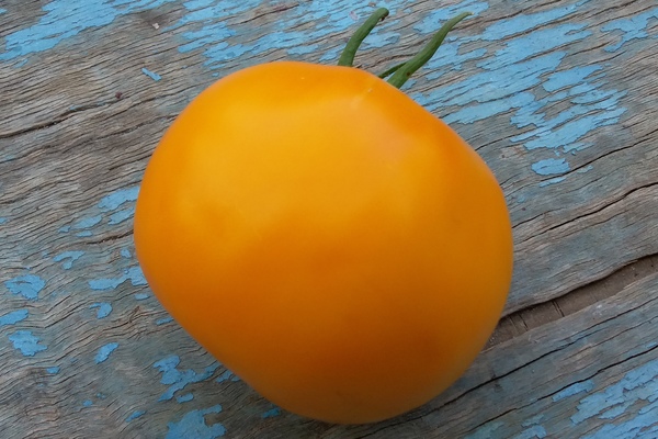 Paglalarawan ng Persimmon tomato