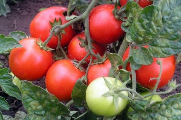 tomaten rotkäppchen bewertungen foto