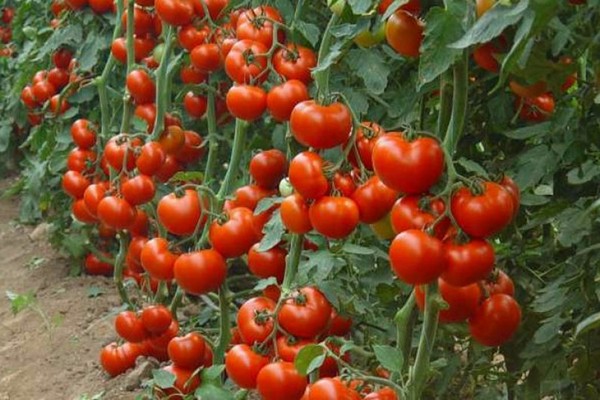 little red riding hood tomato description