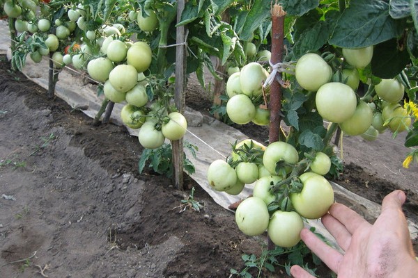 tomaten rotkäppchen bewertungen foto