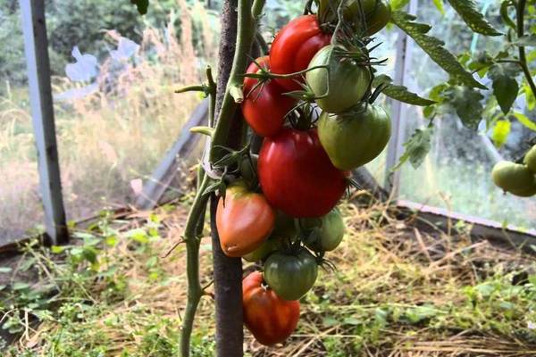 Tomate Mazarin: photo