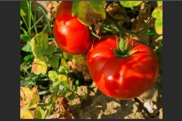 Tomato Bear Blood