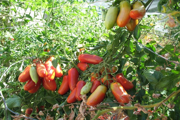 Tomaten-Rakete: Beschreibung