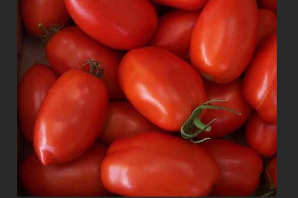 Tomaten-Rakete: Beschreibung