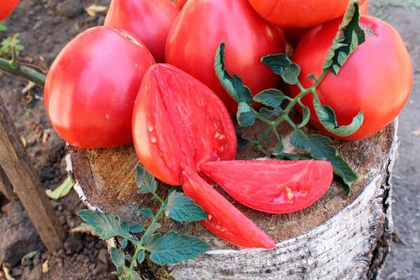 Paglalarawan ng pagkakaiba-iba ng Tomato Grandee