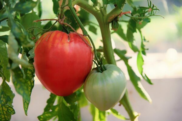 Tomaten Grandee Sortenbeschreibung