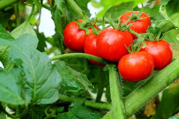 Tomato Explosion: photo