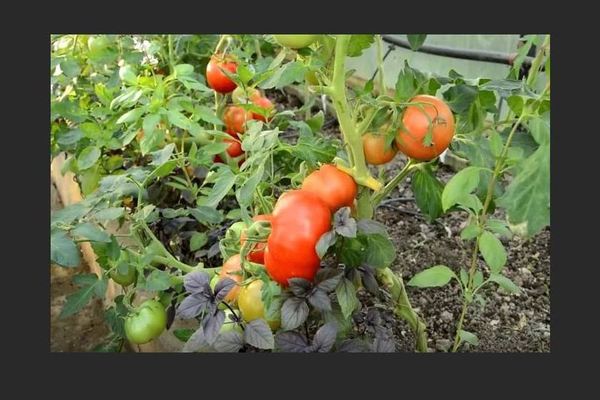 Tomato Explosion: photo