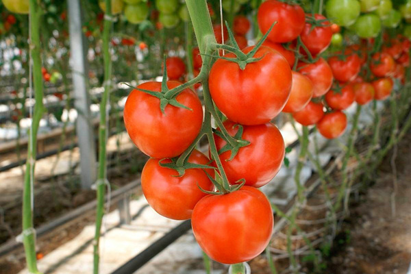 die besten Tomatensorten für die Region Moskau