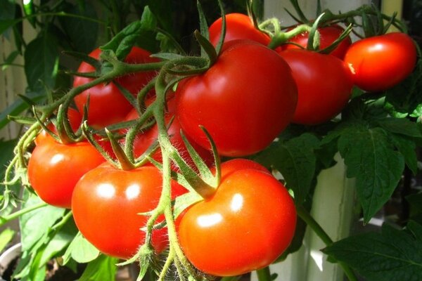 Tomaten für die Region Moskau Bewertungen