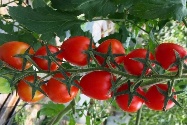 Tomaten der Region Moskau