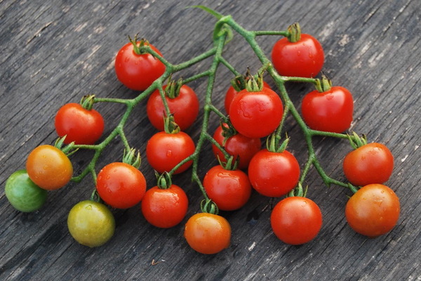 die besten Tomatensorten für die Region Moskau