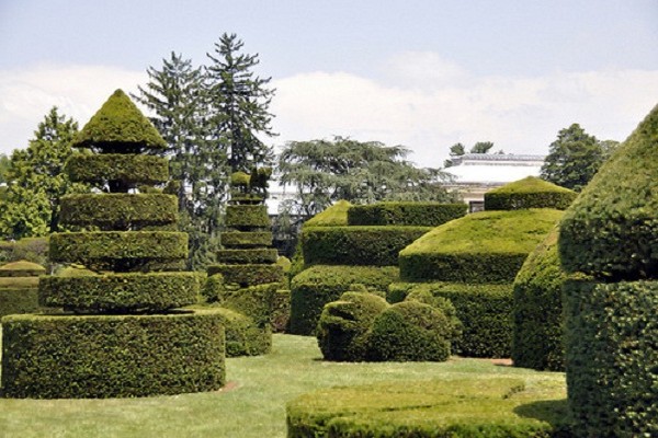 thuja + sa disenyo ng landscape