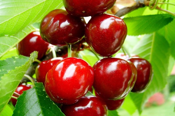 variétés de cerises