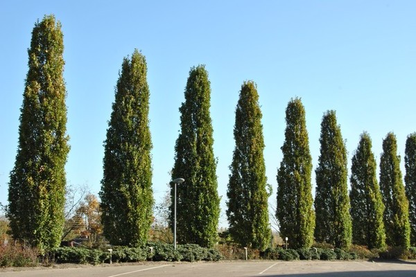 Thuja Fastigiata: opis, osnovni podaci