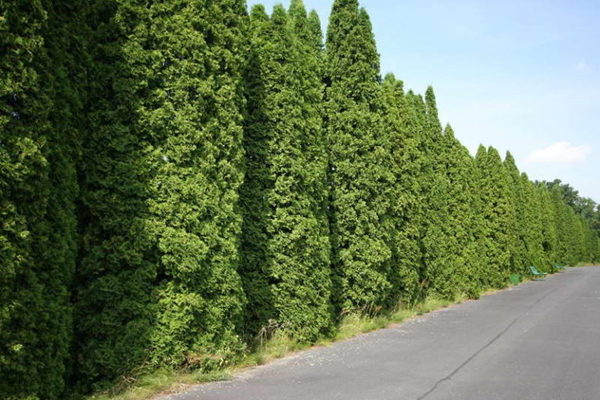 Thuja Fastigiata Beschreibung des Aussehens der Sorte