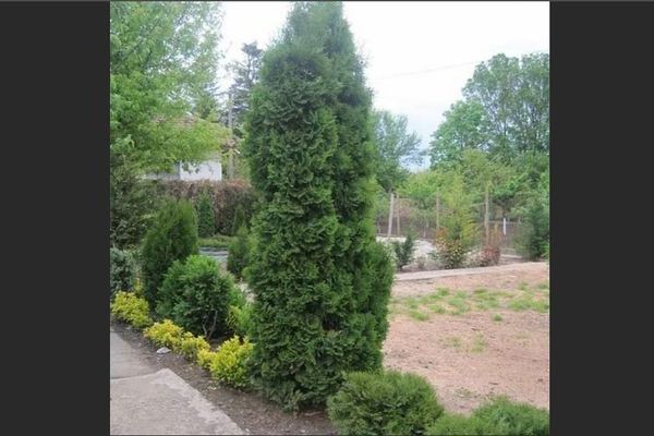 Thuja Fastigiata: Foto, Empfehlungen zur Auswahl eines Landeplatzes