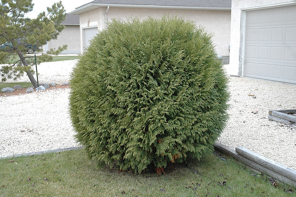 Thuja Woodwardi: opis, osnovni podaci