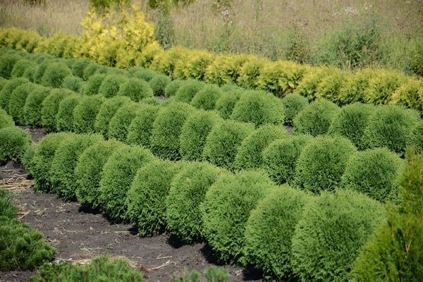 Thuja Woodwardi: opis, opći podaci o sorti