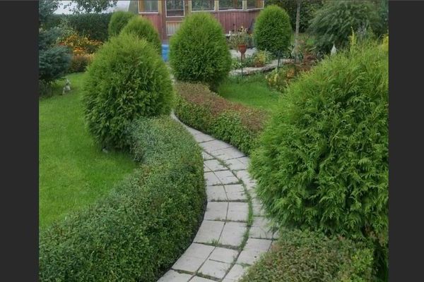 Thuja Woodwardi: photo, what the variety looks like