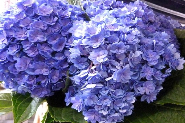 hydrangea malaking-lebadura na pagtatanim + at pangangalaga