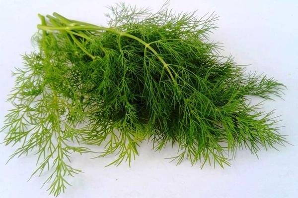 Dill Alligator: description