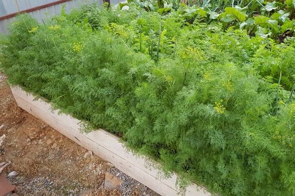 Dill variety Alligator