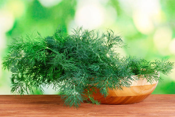 Dill on the windowsill