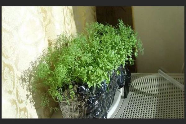 Dill sa windowsill