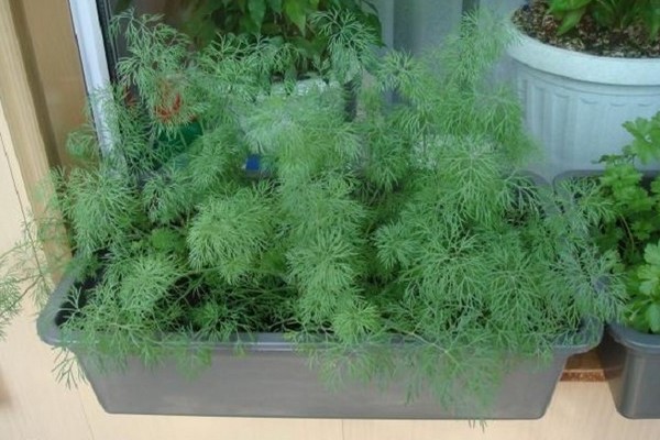 Dill sa bahay sa windowsill