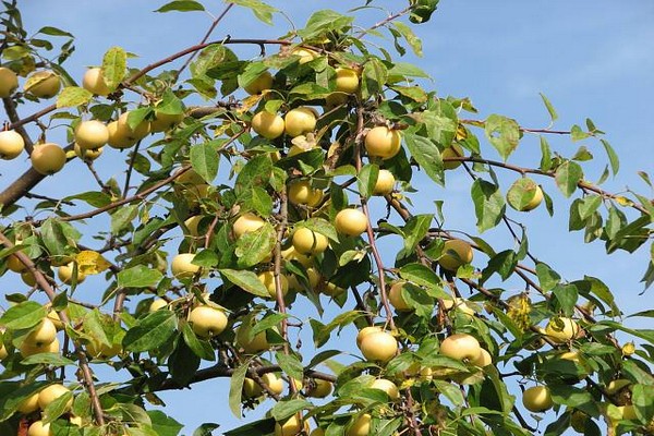 apple-tree ural maramihan