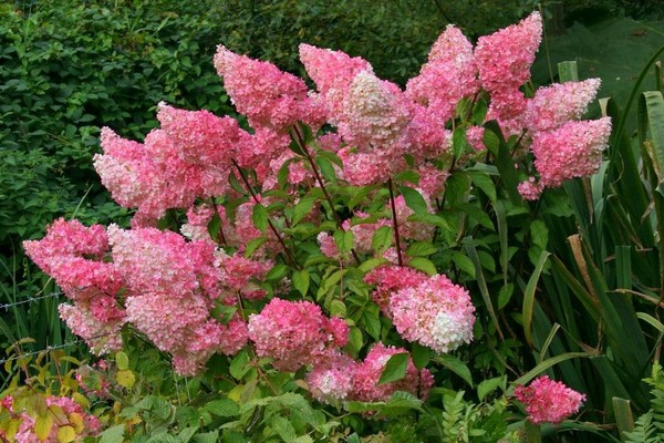 planting hydrangea + in the Urals