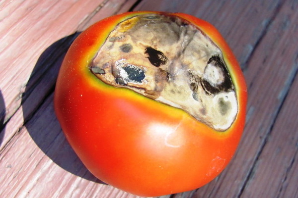 Top rot on tomatoes