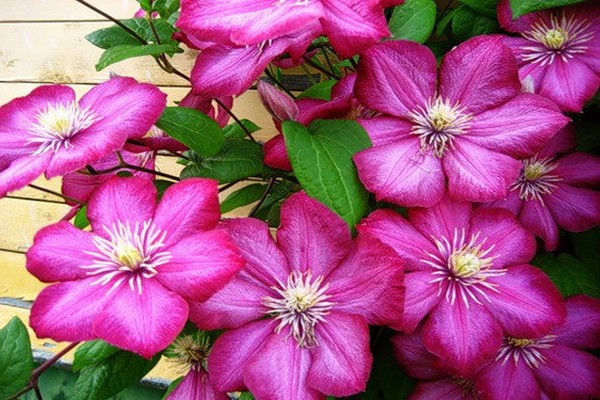 varieties of clematis