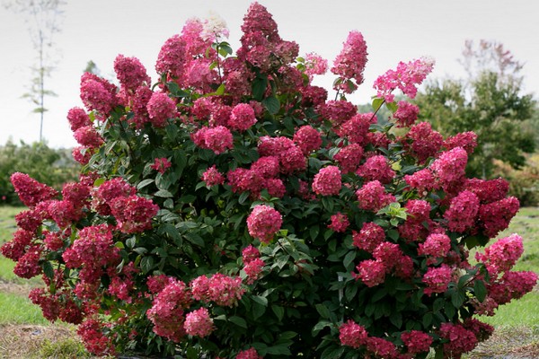 ang pinakamahusay na mga pagkakaiba-iba ng hydrangeas