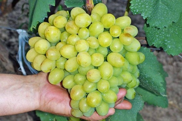 Galahad grapes variety description