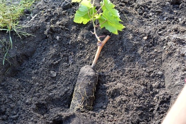 Galahad grapes variety description