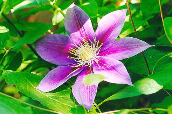 Beschreibung der Clematis-Sorten