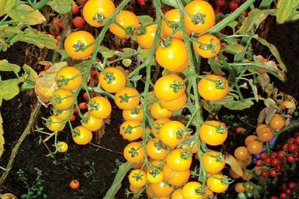 yellow tomatoes + in the greenhouse