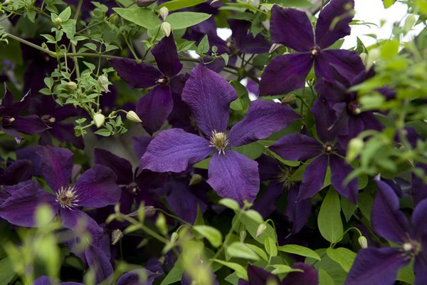 clematis + for the Urals varieties