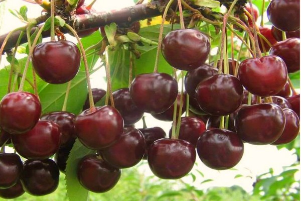 variétés de cerises