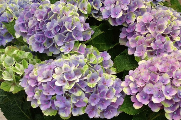 malalaking lebadura na hydrangea