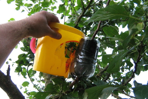 Apple tree air layers