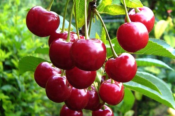 mga varieties ng cherry