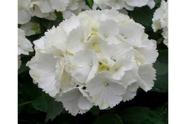 hydrangea large-leaved care