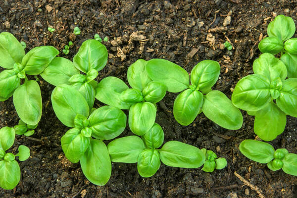 Growing basil