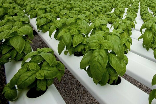 growing basil outdoors