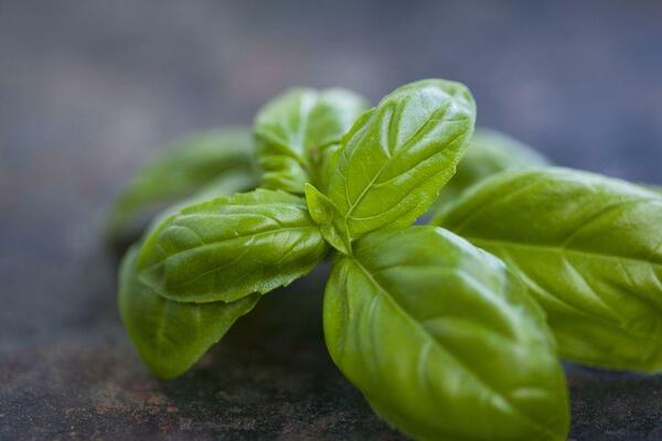 pangangalaga ng basil at paglilinang