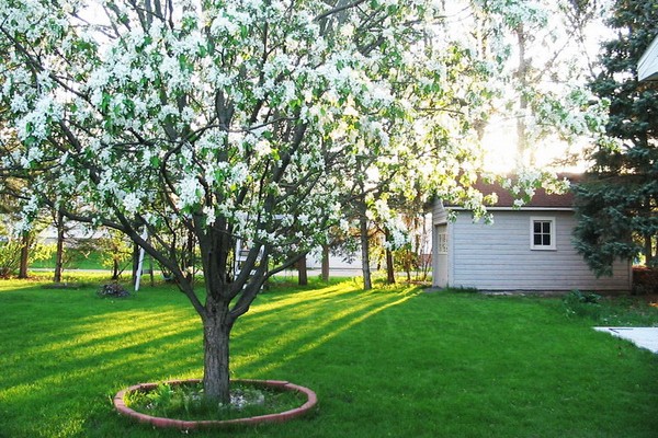 Apple orchard