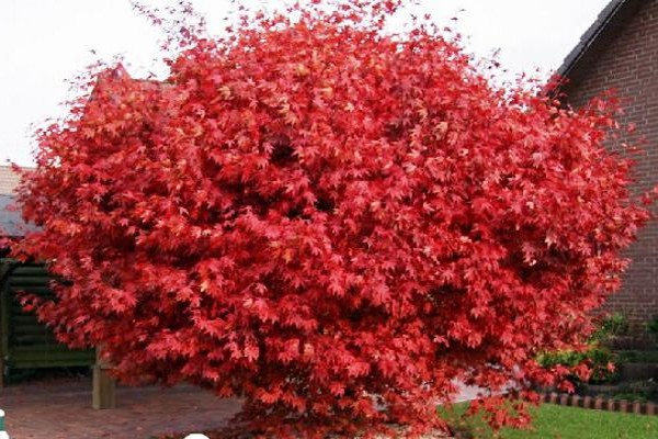 apple tree + in landscape design